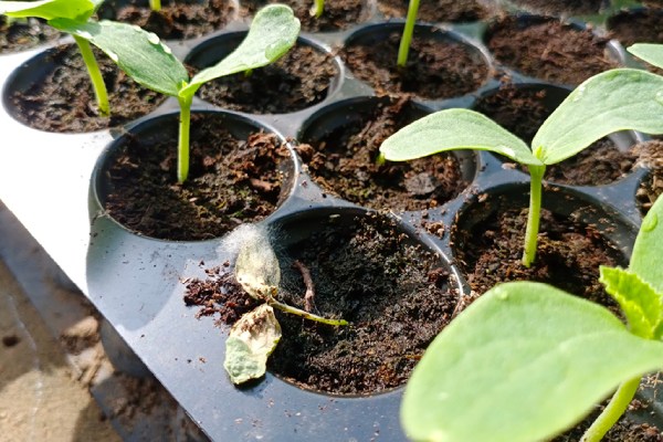 फल, फूल एवं सब्जियों की नर्सरी में आने वाली सबसे बड़ी समस्या डैंपिंग ऑफ बीमारी (सीडलिंग अवस्था में) को कैसे करें प्रबन्धित?